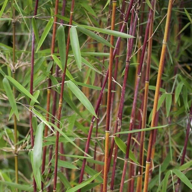 Bambú rojo